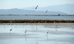İzmir Kuş Cenneti'ne su sağlayan kanallar temizleniyor