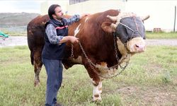 Sivas'ta ağırlığı 1 ton 600 kiloyu aşan kurbanlık boğa alıcısını bekliyor