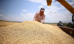 Trakya'da arpa hasadı başladı