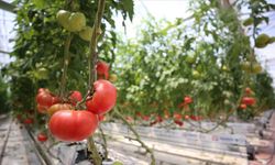 Kırklareli'nde jeotermal su kaynaklarıyla üretilen domatesin ihracatına başlandı