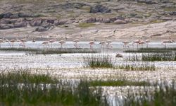 Doğa Koruma ve Milli Parklar ekibi Tuz Gölü'ndeki flamingolar için nöbet tutuyor