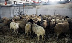 Eyüpsultanlı şehitlerimiz için 58 kurban kesildi
