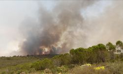 Tunus’ta orman yangınlarını söndürme çalışmaları sürüyor