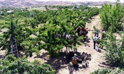 Elazığ'da 7 bin dekar alanda kiraz hasadı başladı