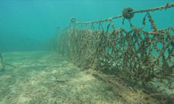 Hayalet ağların endemik deniz canlılarına verdiği zarar akademik çalışmayla ortaya çıktı