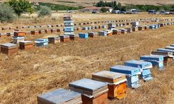 Malatya'da depremzede üreticilere 1305 arılı kovan dağıtıldı