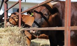 ABD'den özel termosla Türkiye'ye getirilen sığır embriyoları, 1 yılda et deposu "Beefmaster"a dönüştü