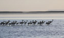 Flamingo yavruları Tuz Gölü'nde büyüyor