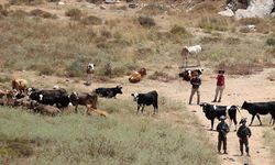 Batı Şeria kırsalındaki Yahudi yerleşimleri, Filistinli çiftçilere hayatı çekilmez kılıyor