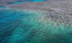 ABD'deki mercan resiflerinin renkleri, aşırı sıcak nedeniyle daha erken soluyor