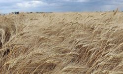 Islah edilen ata tohumu "Ahmet Buğdayı", bu ekim döneminde toprakla buluşacak
