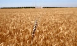 Avusturya'dan Rusya’ya "tahıl anlaşmasının acil uzatılması" çağrısı