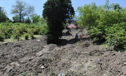 Düzce'deki sel felaketi fındık bahçelerine de zarar verdi