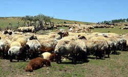 Muş'ta besiciler 2 bin 700 rakımlı yaylada koyunlarını kırkıyor