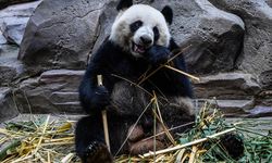 Güney Kore’de ilk defa ikiz panda dünyaya geldi