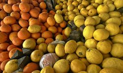 Doğu Akdeniz yılın ilk yarısında turunçgil ihracatını sırtladı