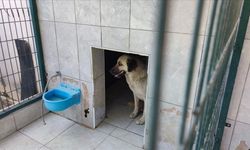 Belçika'dan ailesiyle tatile gelen çocuk, sahipsiz köpeğin saldırması sonucu yaralandı