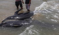 Avustralya'da gönüllüler kıyıya vurmuş 97 pilot balinayı kurtarmaya çalışıyor
