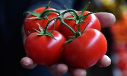 Türkiye'den yılın ilk yarısında 326 milyon 99 bin dolarlık domates ihracatı