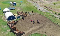 Sinek Yaylası'nda göçerler "koyun kırkma" mesaisine başladı