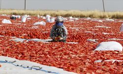 Diyarbakır'da kavurucu sıcaklıkta kurutmalık domates mesaisi başladı