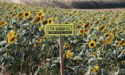 Trakya'da üretilen yerli hibrit ayçiçek tohumları Türkiye'de yaygınlaştırılacak