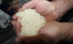 Çanakkale'nin "Biga Pirinci" coğrafi işaretle tescillendi