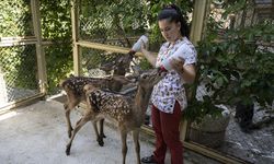 Yaralı bulunan yavru "Bambi"ler tedavilerinin ardından doğaya salınacak