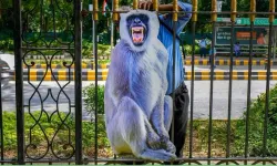 G20: Delhi, zirveye korkutmak amacıyla maymunları uzaklaştırmaya çalışıyor