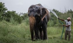 Hindistan'da Dünya Fil Günü kutlandı