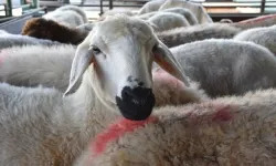 Erzurum'da çalınan 43 koyun Bingöl'de bulundu