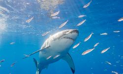 Neredeyse her insanın köpekbalığı saldırıları hakkında gözden kaçırdığı şey