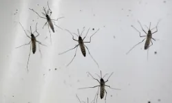 Ender rastlanan sivrisinek kaynaklı bir virüs, Alabama ve New York'ta bildirildi, bir ölüm gerçekleşti