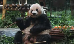 Çin İmparatorunun 2000 yıllık mezarında dev bir panda iskeleti bulundu