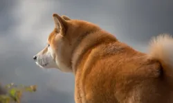 "Cheems" tablosunun ikonik köpeği 12 yaşında vefat etti