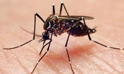 Sivrisineklerden nasıl korunuruz?