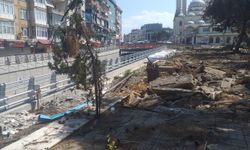 İBB tarafından yapılan Maltepe Meydan Projesi kapsamında 17 çam ağacı alındı
