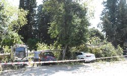 Antalya'da ağacın kırılan dallarının düştüğü 5 araç zarar gördü