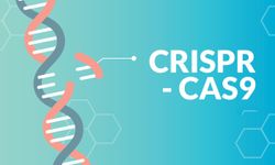 CRISPR uygulamaları ile gen düzenlemek mümkün mü?