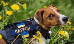 Kediler ve köpekler, Ukraynalıların Rusya'nın istilasının yıkıcı etkisiyle başa çıkmalarına yardımcı oluyor