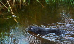 Su kemirgenleri, Lake District'e geri getirildi