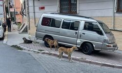 Esenyurt'ta sahipsiz köpekler mahalle sakinlerini korkutuyor