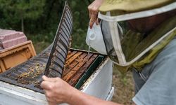 Kuraklıktan etkilenen arılar için "kovana bir kap su" önerisi