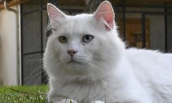 Ankara kedisi "Seymen" yeni yuvası Ayasofya'da
