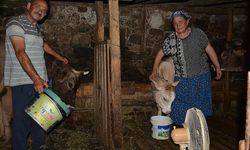 Artvinli çiftçi evindeki tek vantilatörü ineklerinin serinlemesi için ahıra kurdu