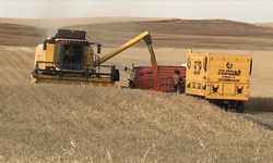 Diyarbakır'da buğday verimi uzun yıllar ortalamasına göre dekarda yüzde 23 arttı