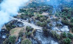Cezayir'de orman yangınları yeniden başladı