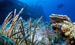 Bodrum'da deniz çayırları su altı kamerasınca görüntülendi