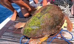 Tur teknesi kaptanı 4 günde ikinci kez deniz kaplumbağası kurtardı