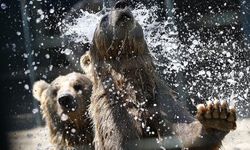 Antalya'da aslan parkı sakinleri için "eyyam-ı bahur" önlemleri alındı